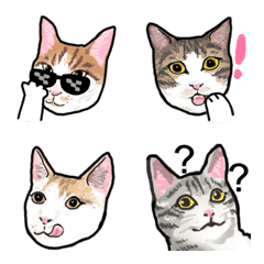 [LINE絵文字] mix cat emoition stickerの画像