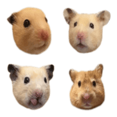 [LINE絵文字] hamster lifeの画像