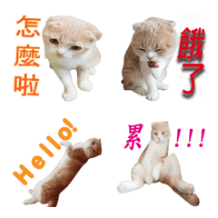 [LINE絵文字] Butter meow dailyの画像