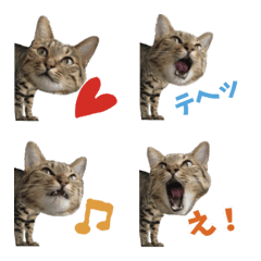 [LINE絵文字] KIJITORA Cat Emojiの画像