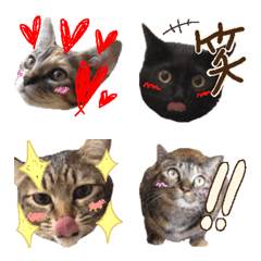 [LINE絵文字] MatsufamCatsの画像