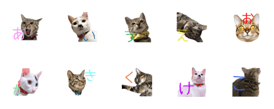 [LINE絵文字]わが家のニャンコ 1の画像一覧