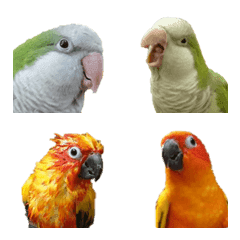 [LINE絵文字] Happy parrots' emoji - Conures ＆ Quakerの画像