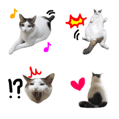 [LINE絵文字] ぐみ猫の画像