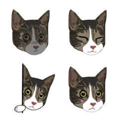 [LINE絵文字] The Cat expressionの画像