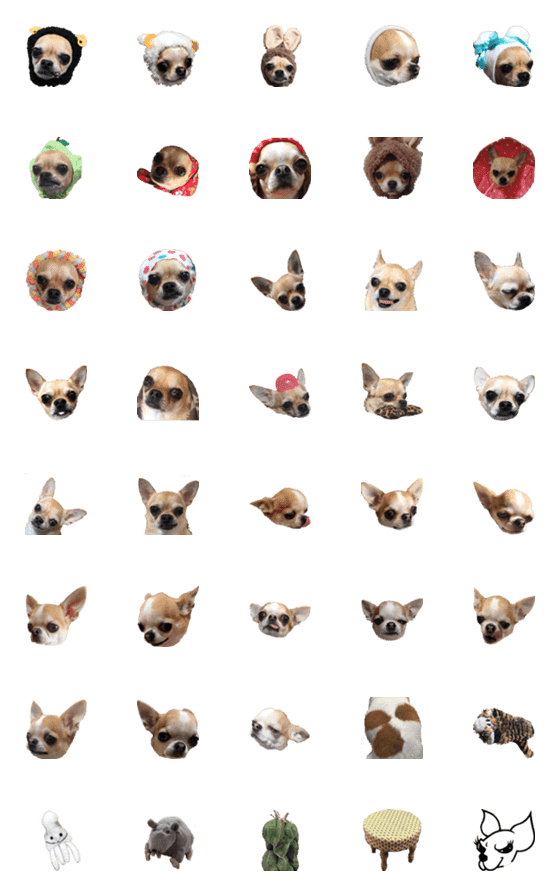 [LINE絵文字]FunnyChihuahuaの画像一覧