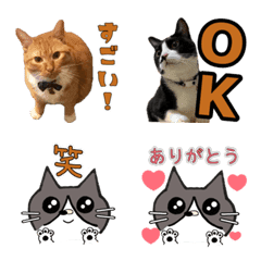 Line絵文字 猫のイラスト 写真の絵文字 40種類 1円