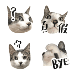 [LINE絵文字] it's cat , animalの画像