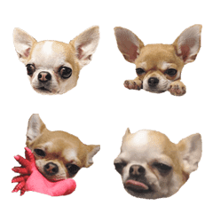 [LINE絵文字] FunnyChihuahua2の画像