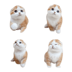 [LINE絵文字] Nong Khumthong, a cute kitten_Emojiの画像