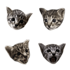 [LINE絵文字] Tabby cat tiger skin baby periodの画像