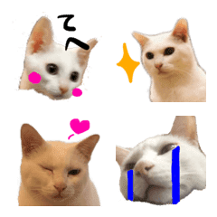 [LINE絵文字] 白い猫と、時々白い犬の絵文字の画像