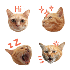 [LINE絵文字] Futoru Cat Emoji 1の画像