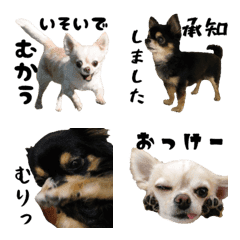 [LINE絵文字] ほぼチワワの絵文字3【犬】の画像