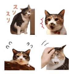 [LINE絵文字] 三毛猫姉妹 おねえちゃんとはなくろちゃんの画像