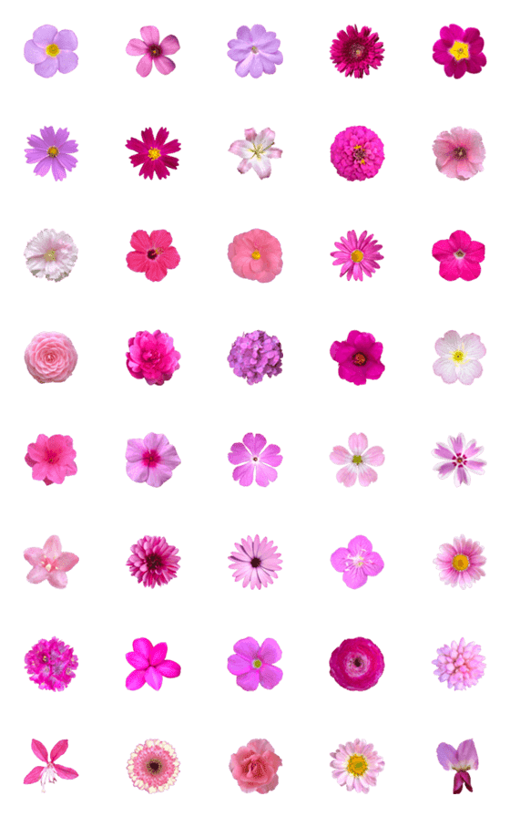 [LINE絵文字]ピンク色の花の画像一覧