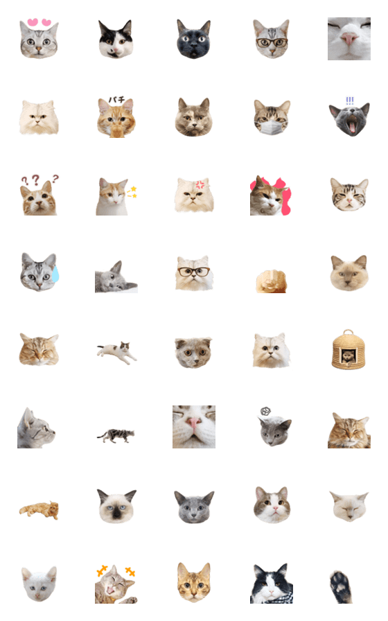 [LINE絵文字]【動く】超鮮明ねこ写真♡絵文字2の画像一覧