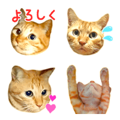 [LINE絵文字] 茶トラ 猫 あいさつ 絵文字 3の画像