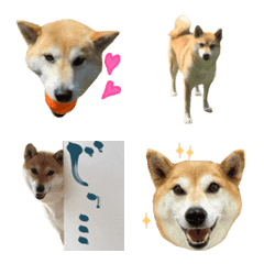 [LINE絵文字] 表情豊かな我が家の柴犬の画像