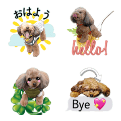 [LINE絵文字] toypoodles dogの画像