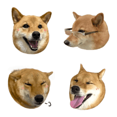 [LINE絵文字] Shiba Inu so cute！の画像