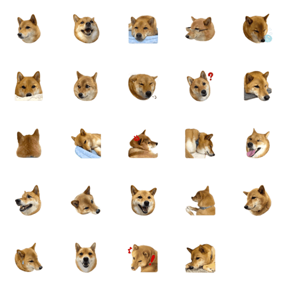 [LINE絵文字]Shiba Inu so cute！の画像一覧