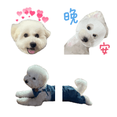 [LINE絵文字] Bichon_wzの画像