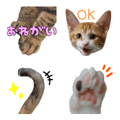 [LINE絵文字] 実写子猫の毎日絵文字♡の画像