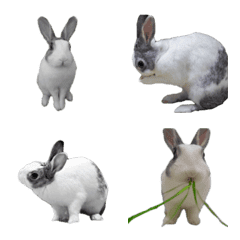 [LINE絵文字] ウサギのリンの画像