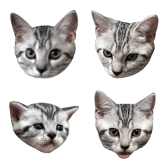 [LINE絵文字] Canele cat emojiの画像