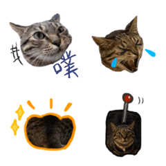 [LINE絵文字] Fee fee cat and friendsの画像