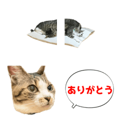 [LINE絵文字] チームぼんぼんの繋がる絵文字の画像