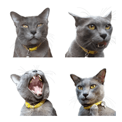 [LINE絵文字] emoji igcue swatcat1の画像