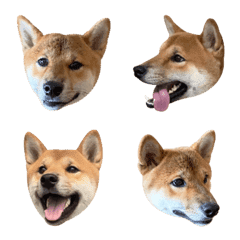 [LINE絵文字] SHIBA DOU DOUの画像