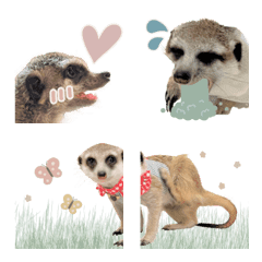 [LINE絵文字] tim_meerkat.EMOJIの画像