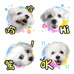 [LINE絵文字] MalteseDogの画像