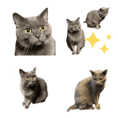 [LINE絵文字] Chartreux Cats TSUKUの画像