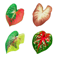 [LINE絵文字] Caladium Collectorの画像