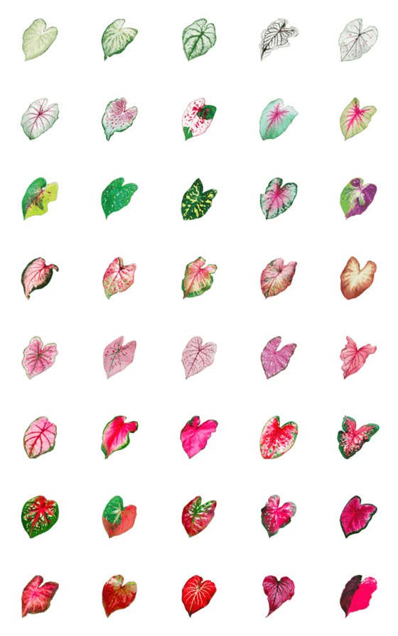 [LINE絵文字]Caladium Collectorの画像一覧