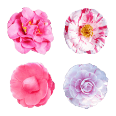 [LINE絵文字] The beauty of camelliaの画像