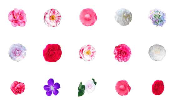 [LINE絵文字]The beauty of camelliaの画像一覧