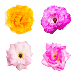 [LINE絵文字] The beauty of Chrysanthemumの画像