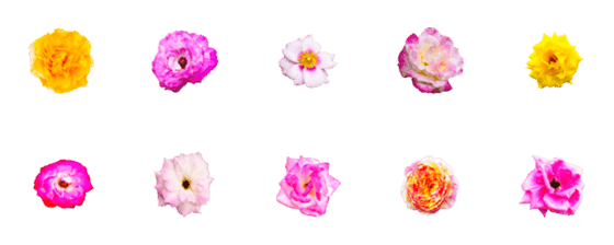 [LINE絵文字]The beauty of Chrysanthemumの画像一覧