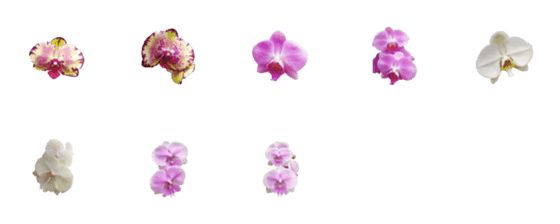 [LINE絵文字]Love Orchidの画像一覧