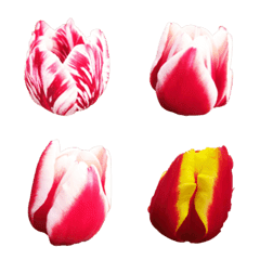 [LINE絵文字] Love Tulipの画像