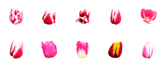 [LINE絵文字]Love Tulipの画像一覧