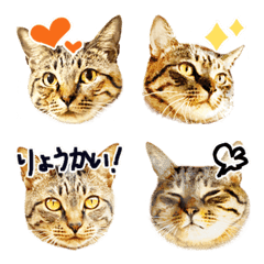 [LINE絵文字] キジトラ猫・モンの絵文字の画像