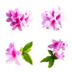 [LINE絵文字] Rhododendron 2023の画像