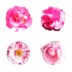 [LINE絵文字] 2023 Camelliaの画像