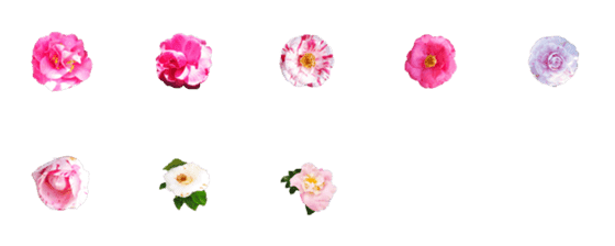 [LINE絵文字]2023 Camelliaの画像一覧